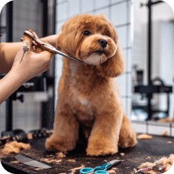 Babucci Paw Salon